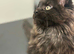 Tica registered black smoked male Maine coons
