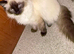 Female rag doll