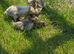 Duckling of different ages available