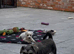 Miniature schnauzer puppies