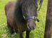 Perfect Therapy/Companion Mini Shetland For Sale