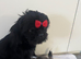 7 shush tzu puppy looking new home