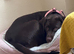Chocolate Labrador