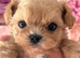 Beautiful xxs Asian Maltipoo