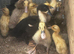 Ducks