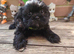 Shih tzu puppies