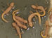 Crested newts for sale (albino)