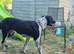 Beautiful female 10 month old German pointer cross collie