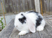 Mini Lop bunnies Pure Breed
