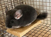 Beautiful 3month old violet male chinchilla £150.