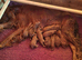KC registered puppies