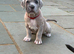 Hybrid mastiffs