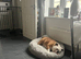 English Bulldog