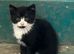 Beautiful kittens for new homes