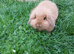 Lop lionhead for sale