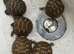 Horsfield tortoise