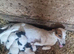 Small Jack Russell puppies