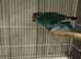 4 female & 1 male Kakariki parrots available they are £80 each will not take any less than asking price