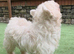 Pink Merle Floodle for stud