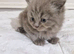 British short haired cross kittens for sale