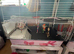 Guinea cage, hygiene & other stuff