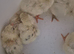 Barnyard mix day old chicks