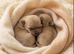 Beautiful miniature chorkie puppies