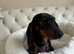 Gorgeous Girl Dachshund