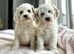 7 charming cockapoo girls and boys available