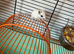 Baby gerbils