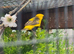 Yellow crowned bishop cock bird