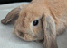 Mix litter of pure mini lops