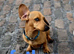 *OUTSTANDING QUALITY MINIATURE DACHSHUND *