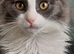 Maine coon ragdoll (Racoon)kittens only two girls left