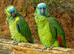 Breeding bonded pair of blue fronted amazons