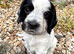KC Health tested working Cocker Spaniels
