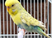 Various Stunning Quality Beautiful Budgies