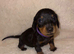 KC Registered Miniature Dachshunds