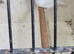 Pair of Bengalese finches