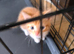 Ginger and Calicos cat for sale