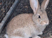 Flemish giant rabbits