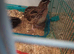 Male quails