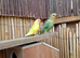 Lovebirds young and adult