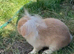 Beautiful Lionhead Lop Rabbit &ndash; Fluffy Lop-Eared Bunny &ndash; Gorgeous Golden/Apricot Colour