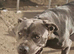 15 month old female cane corso