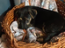 Adorable Jack Russel Puppies