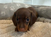 Miniature dachshund puppies