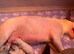 Stunning English bull terrier puppies for sale