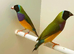 Goldian finches