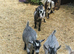 Pure pygmy goats for sale